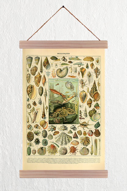 Mollusques