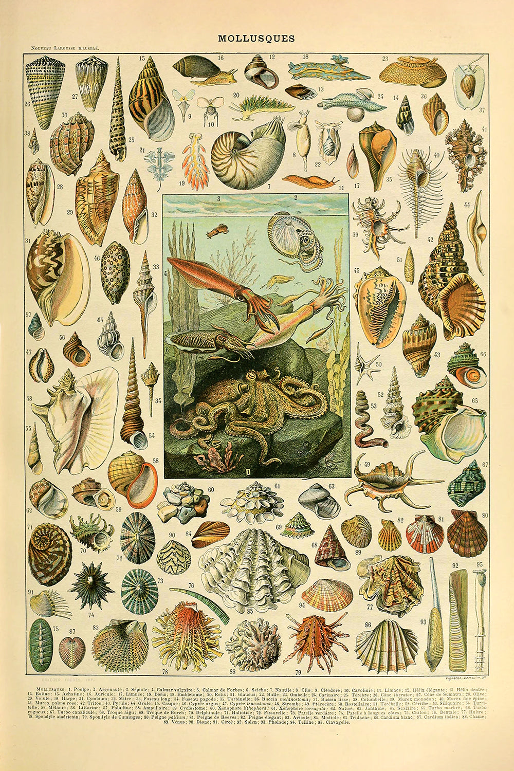 Mollusques