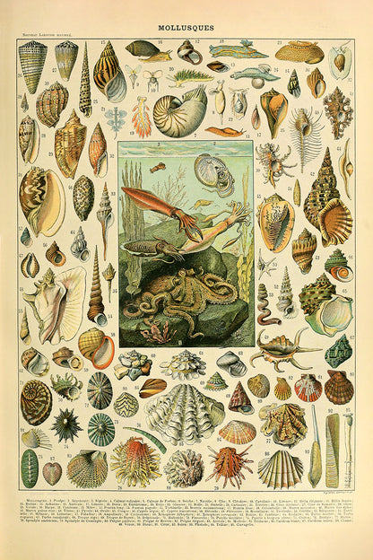 Mollusques