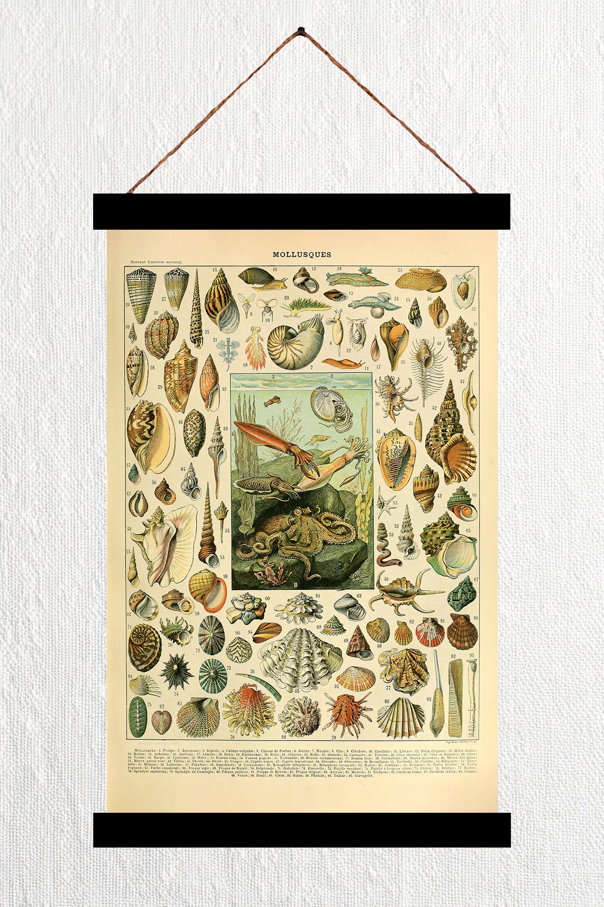 Mollusques