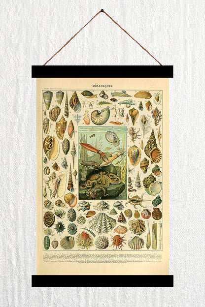 Mollusques