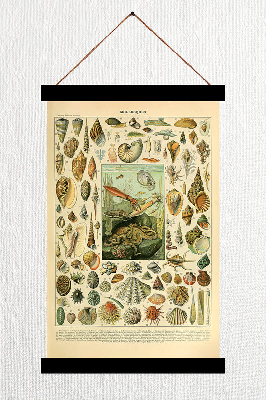 Mollusques