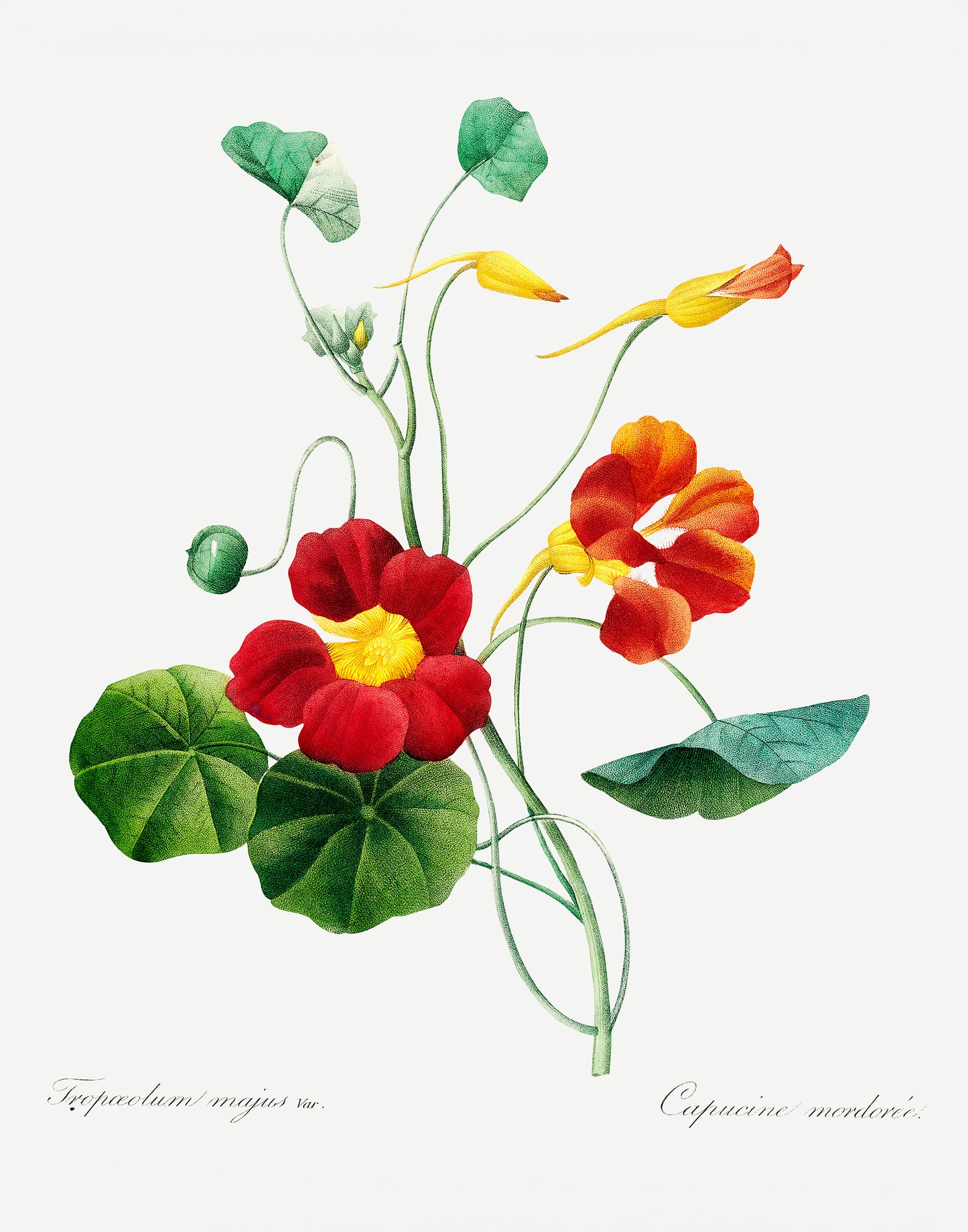 Monk's Cress