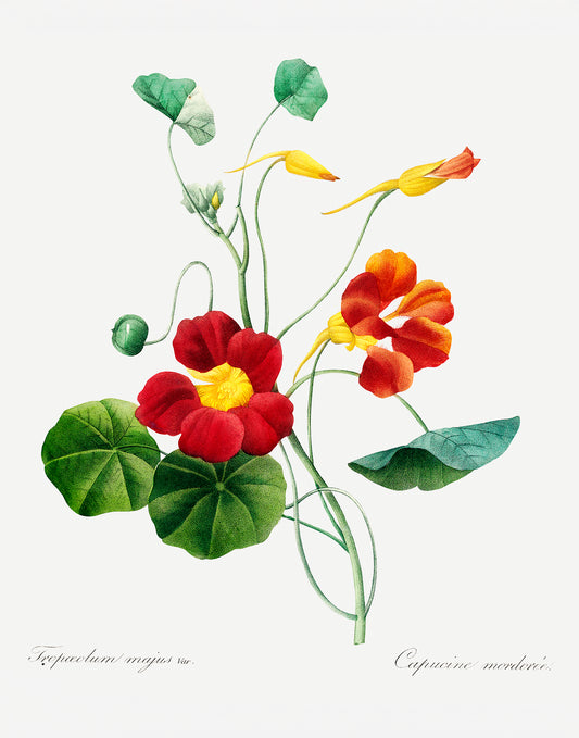 Monk's Cress