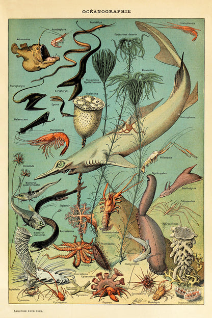 Oceanographie
