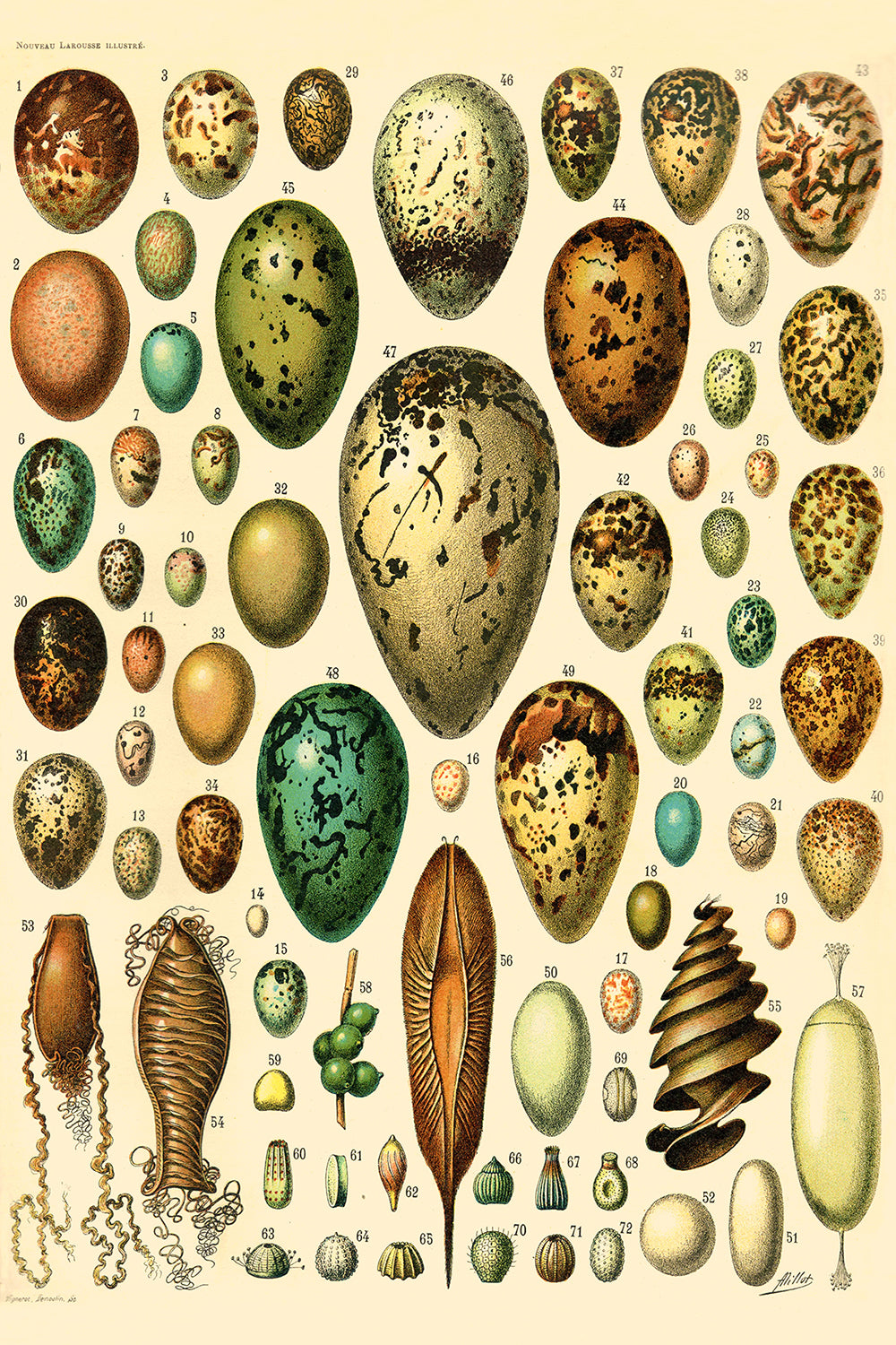 Oeufs