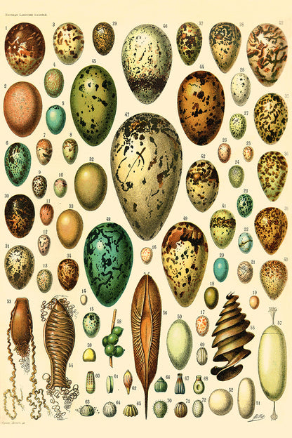 Oeufs