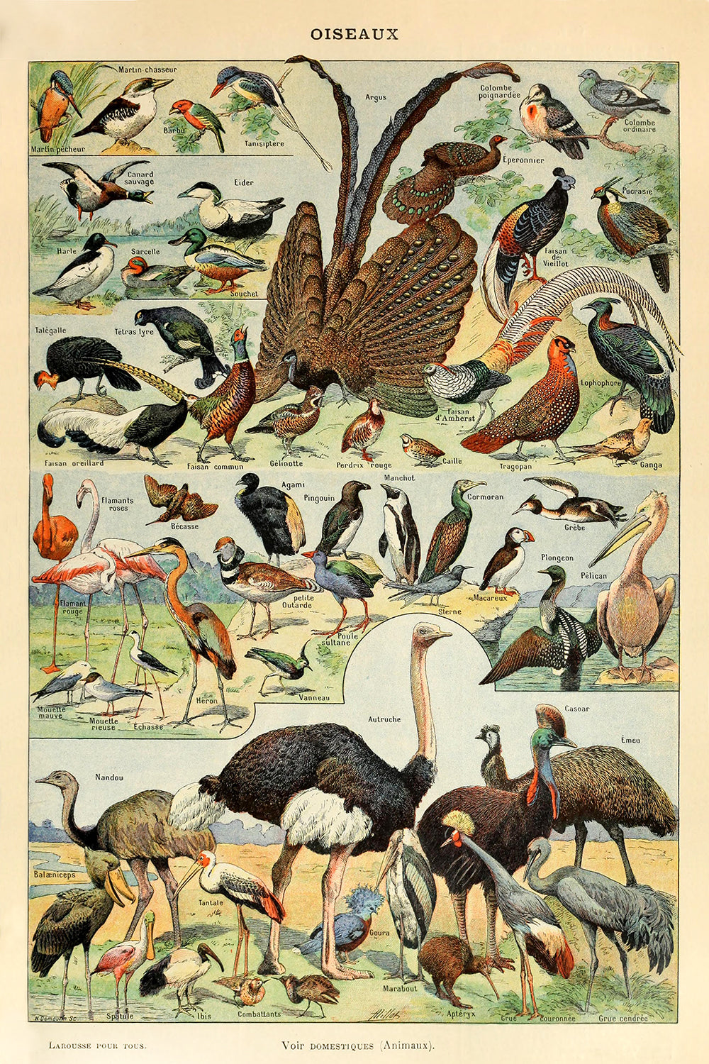 Oiseaux