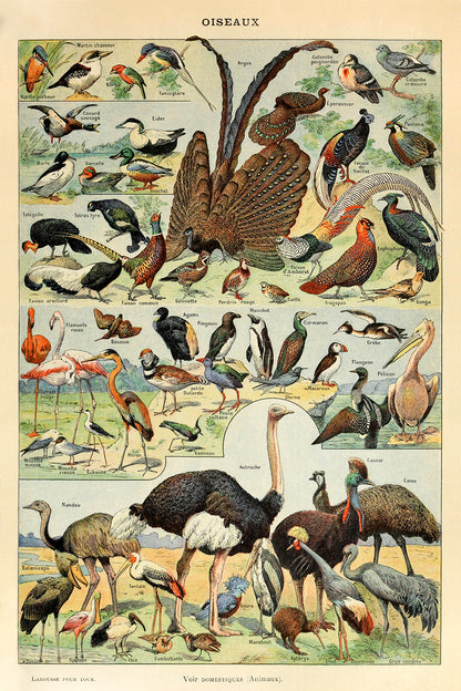Oiseaux