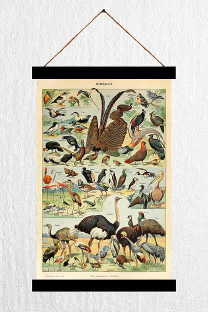 Oiseaux