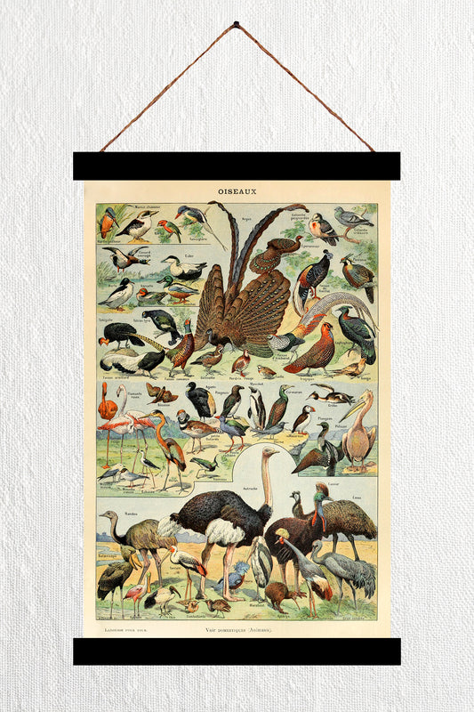 Oiseaux