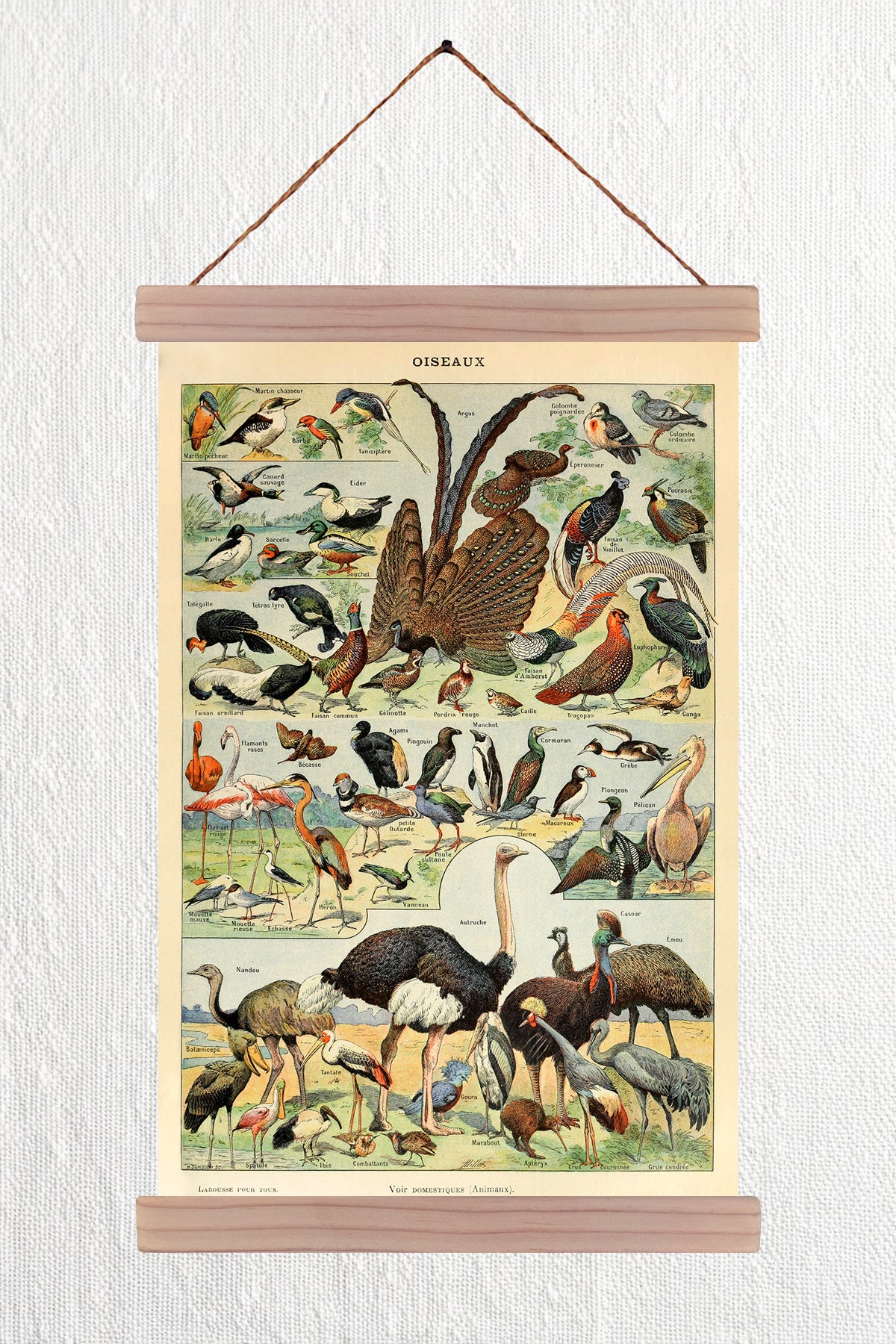 Oiseaux