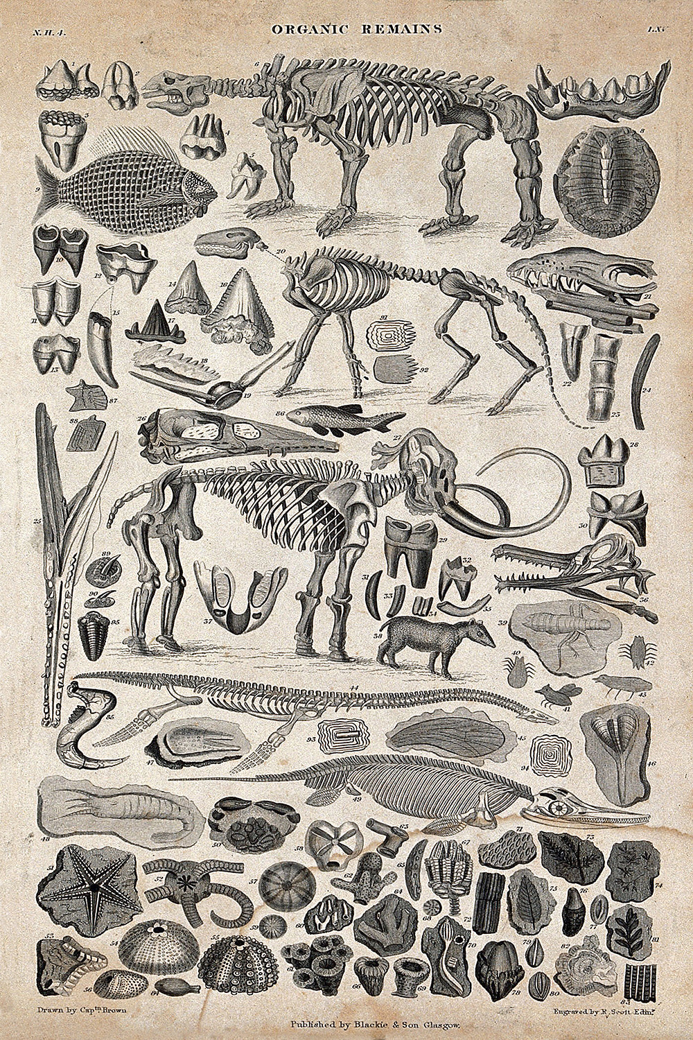 Organic Remains