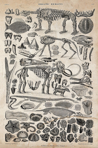 Organic Remains