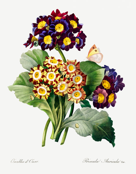 Primula Auricula