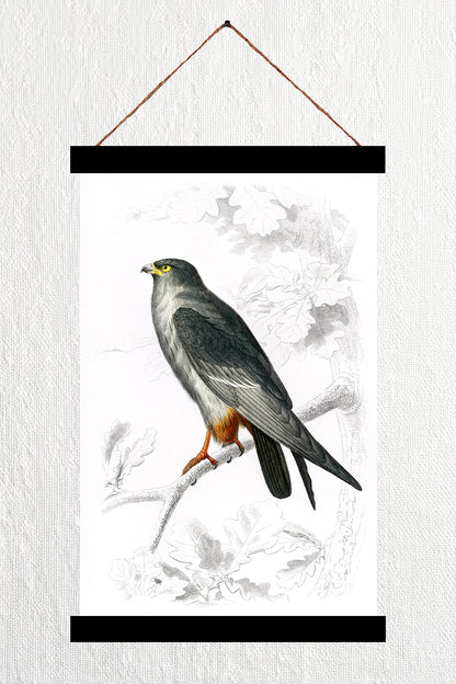 Red-Footed Falcon