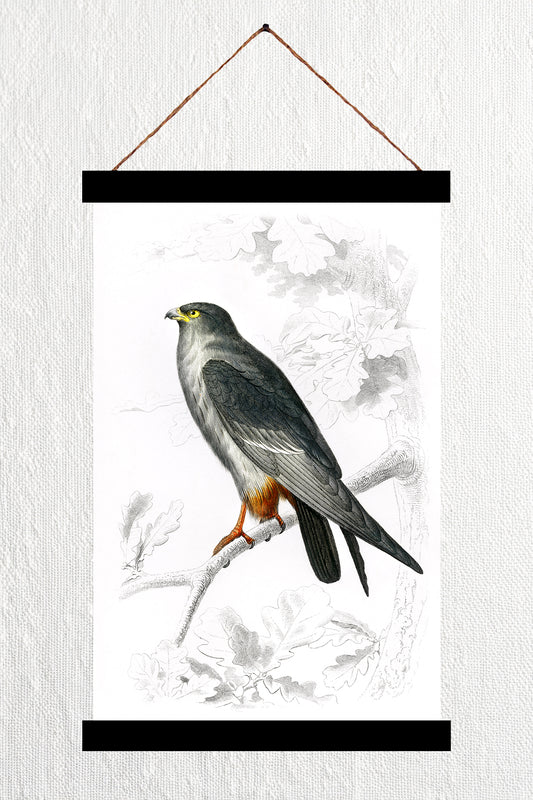 Red-Footed Falcon