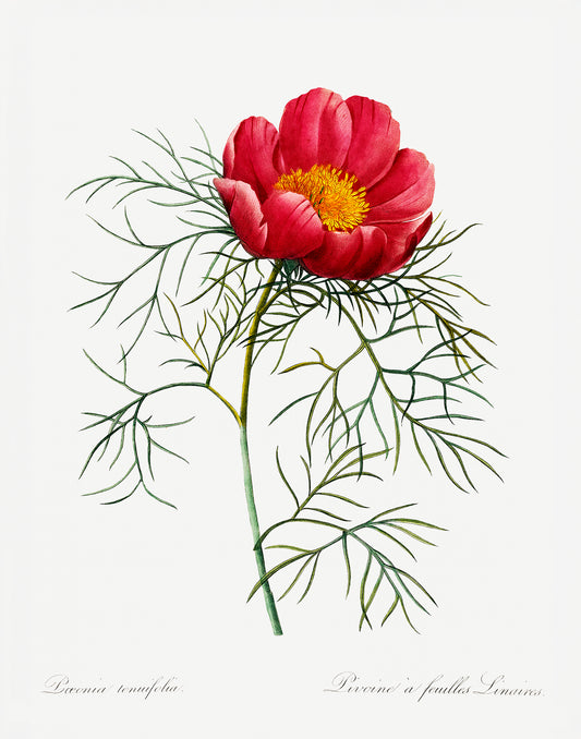 Red peony