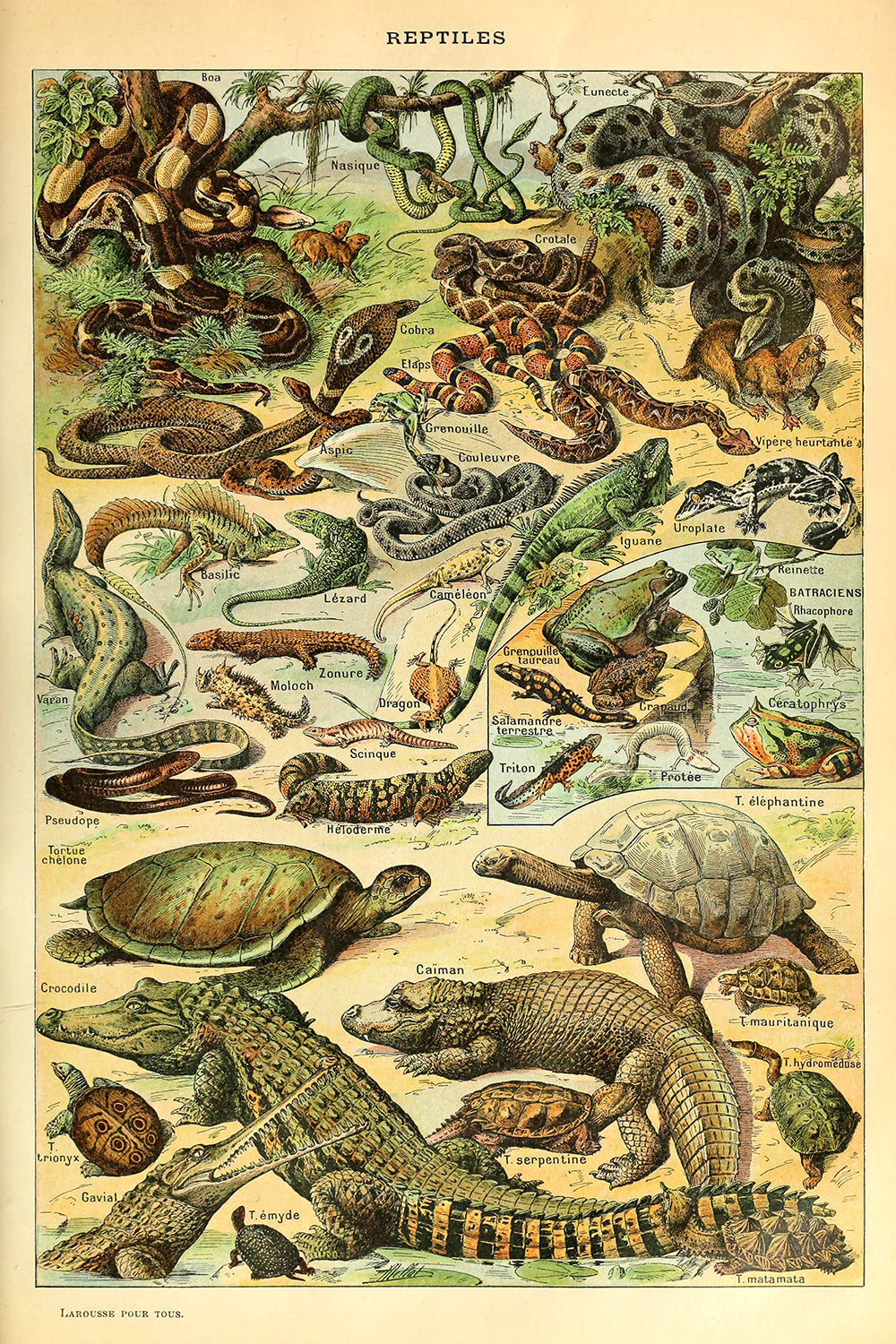 Reptiles