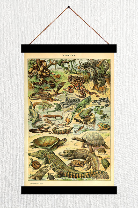 Reptiles