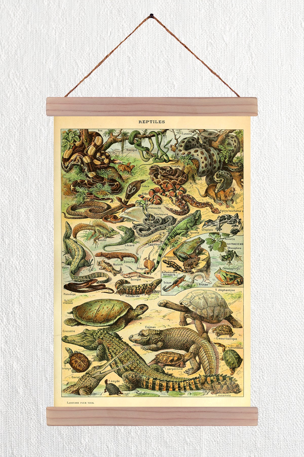 Reptiles