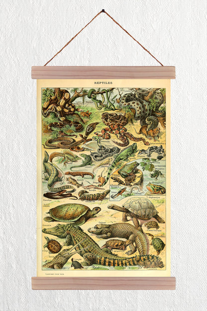 Reptiles