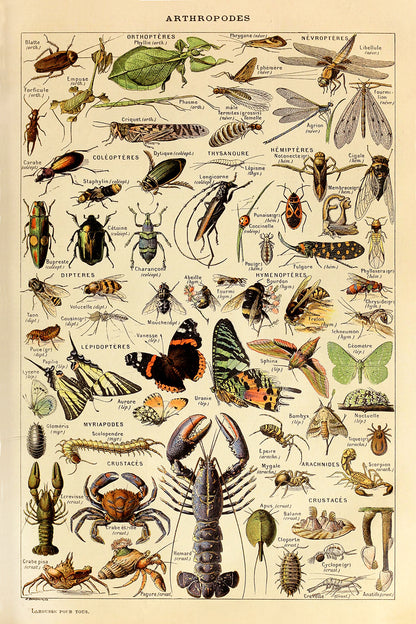 Athropodes