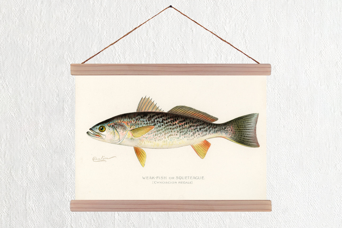 Weak Fish