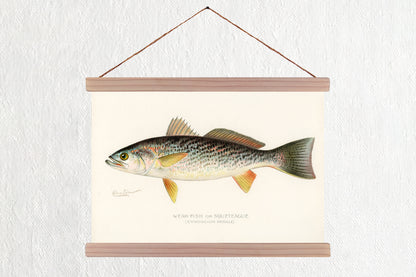 Weak Fish