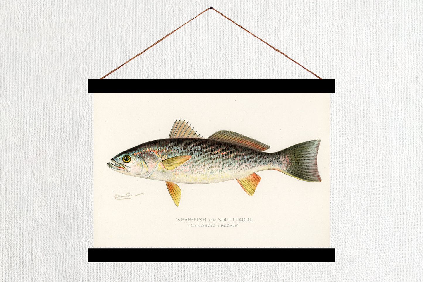 Weak Fish