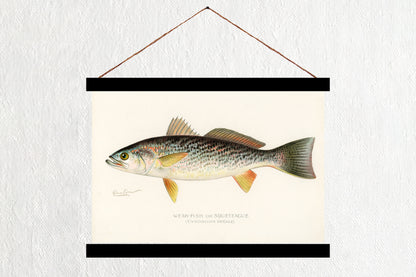 Weak Fish