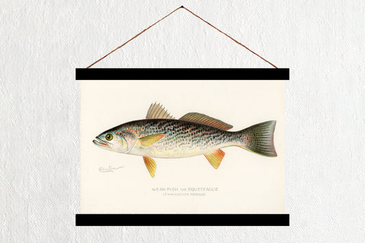 Weak Fish