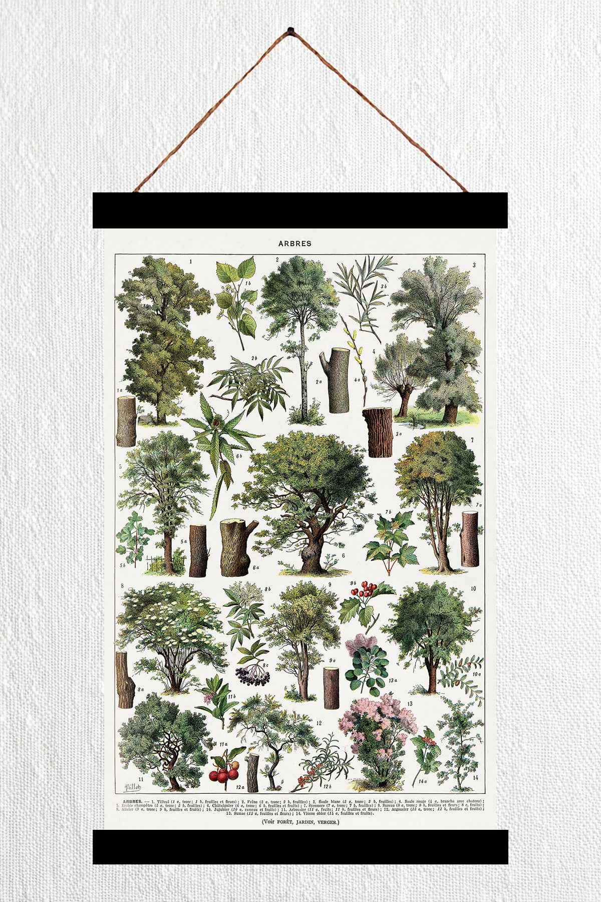 Trees in Colour