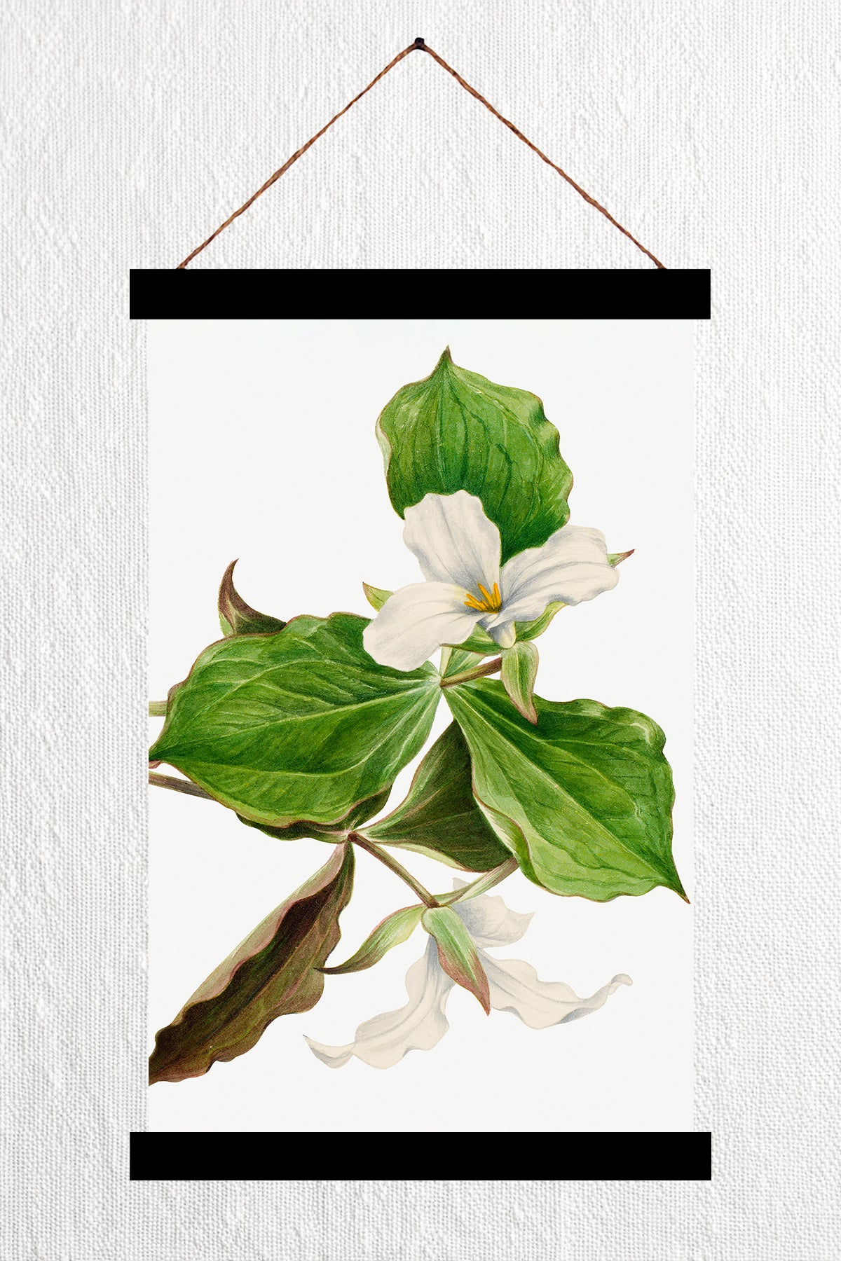 White Trillium