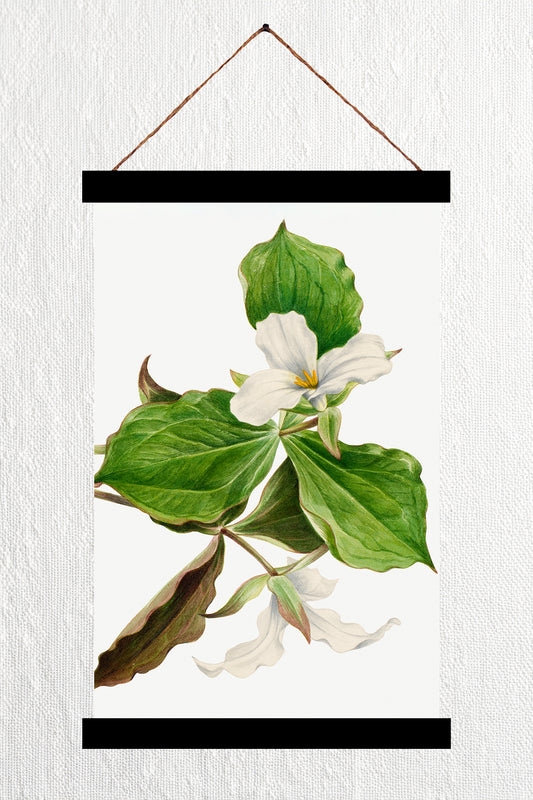 White Trillium