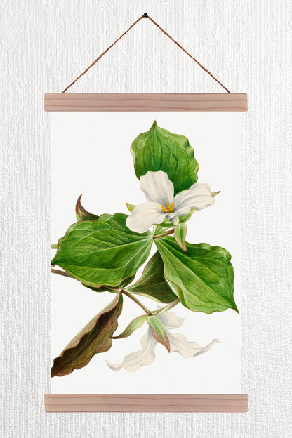 White Trillium