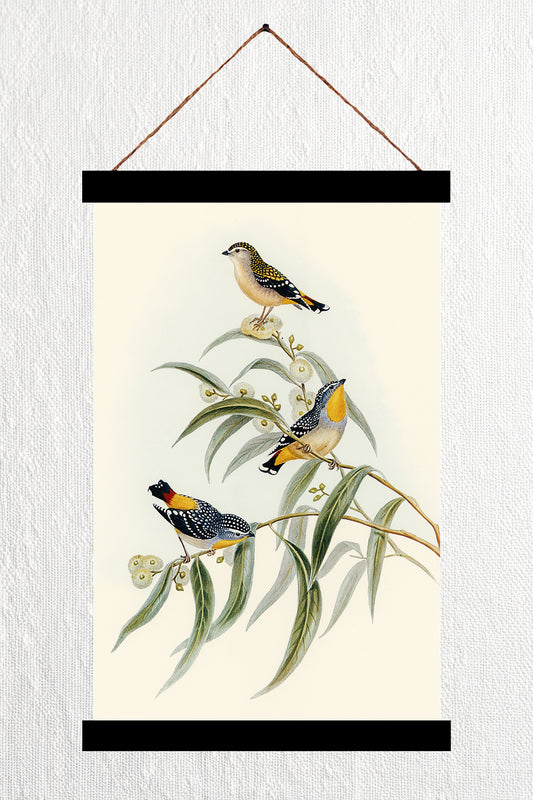 Yellow-Rumped Pardalote