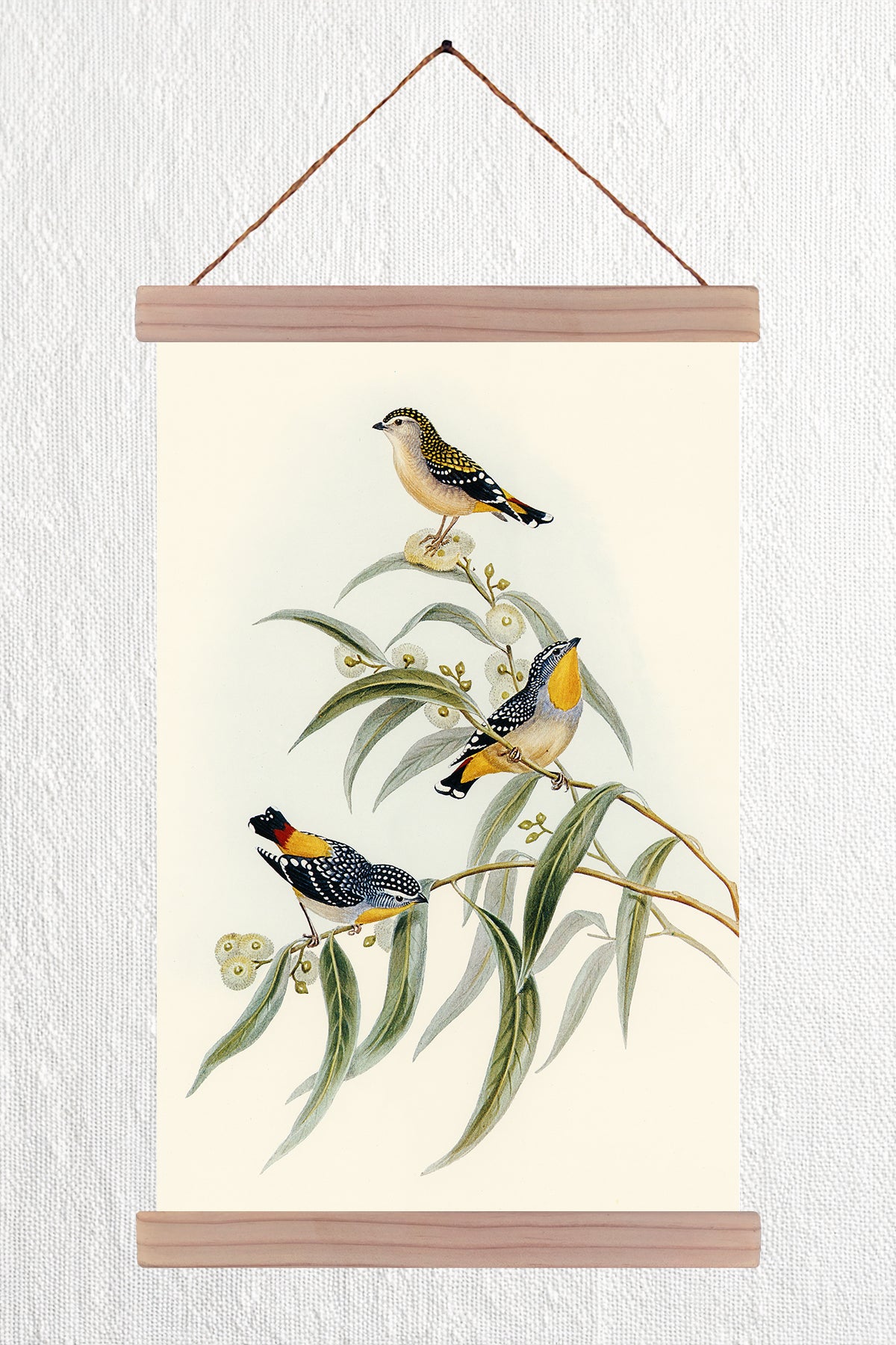 Yellow-Rumped Pardalote