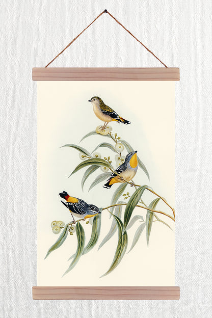 Yellow-Rumped Pardalote