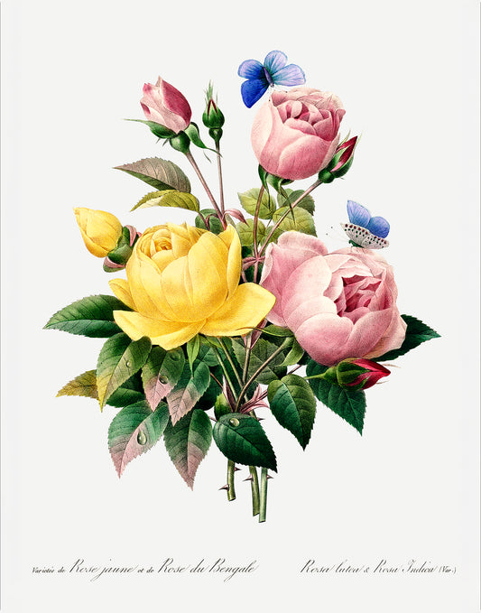 Yellow Rose and Cabbage Rose