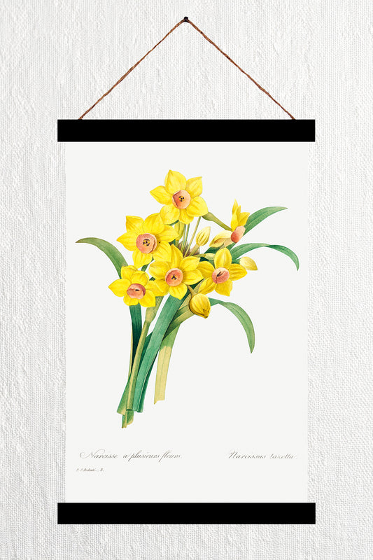 Daffodil