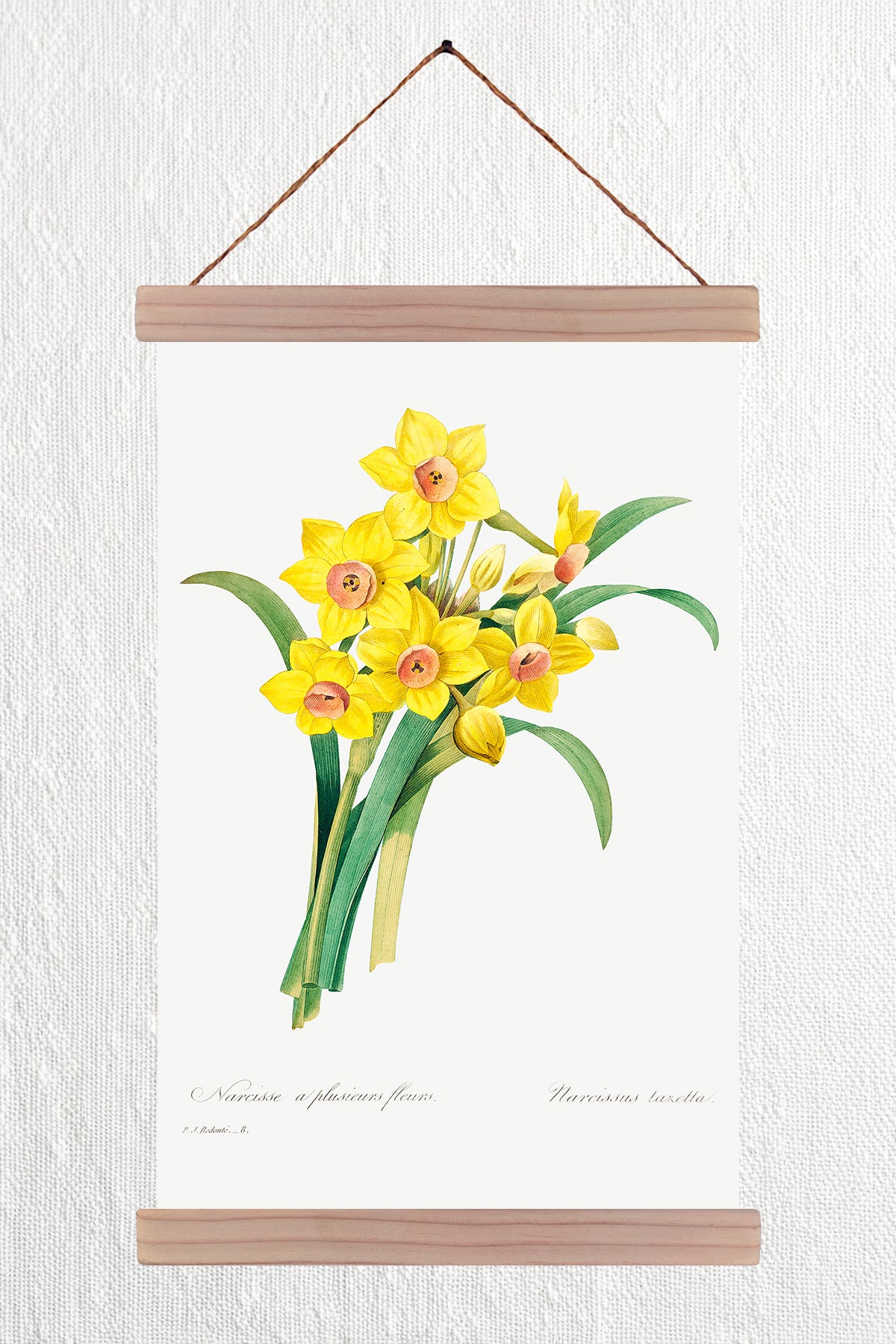Daffodil