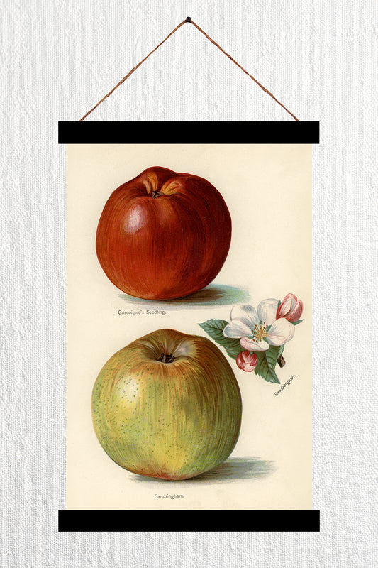 Gascoigne & Sandringham Apples