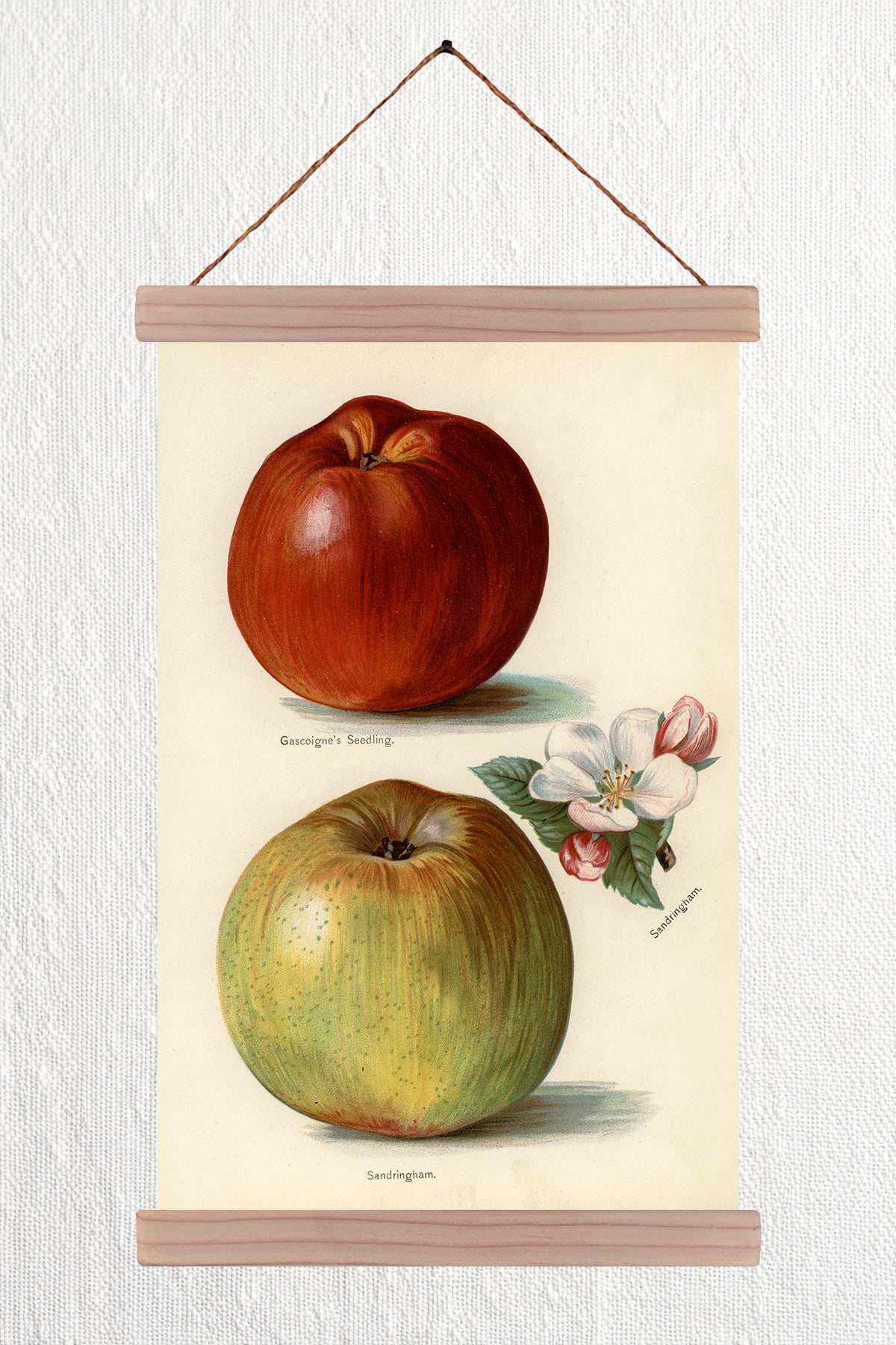Gascoigne & Sandringham Apples