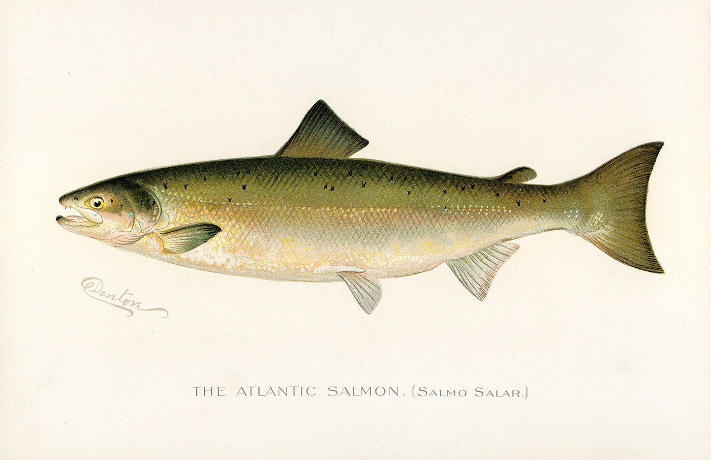 Atlantic Salmon