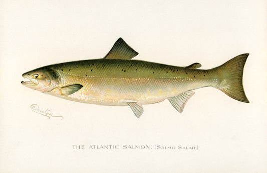 Atlantic Salmon