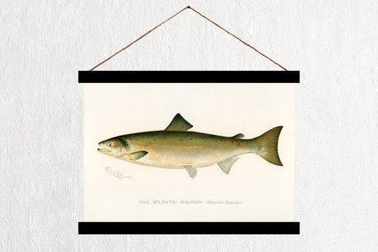 Atlantic Salmon