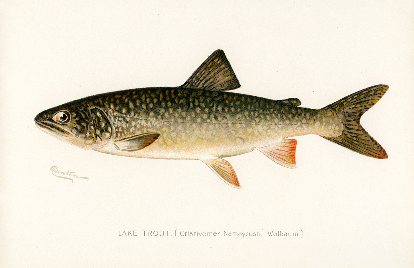 Lake Trout