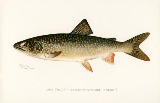 Lake Trout