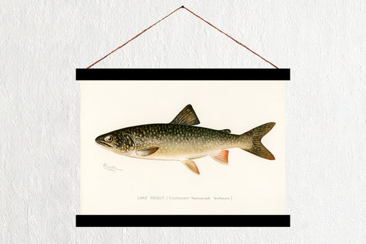 Lake Trout